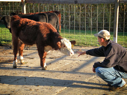 /12Ideas_Raise_Cattle_1031_528440377.jpg