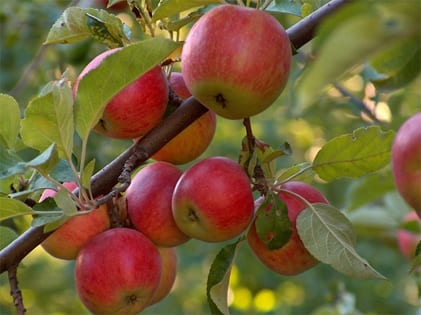 fruit