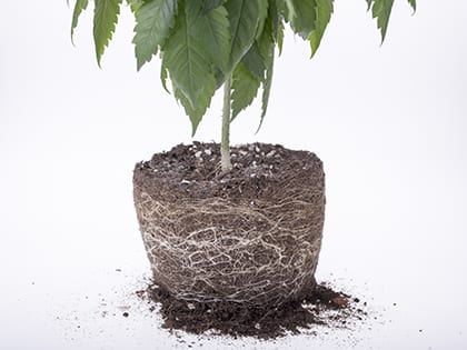 18_0528_LEADERSHIP_Why You MUST Replant Your Church In January 2019 (and how to do it)_OLDSize