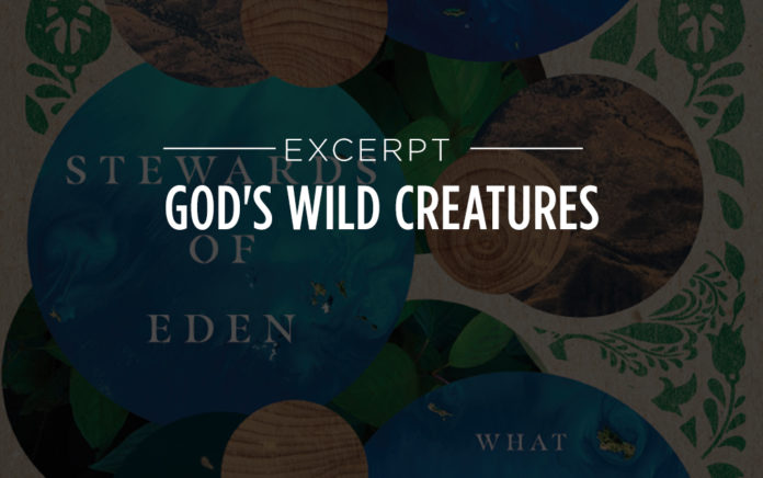 20_0505_CREATIONCARE_God's Wild Creatures_1021x640