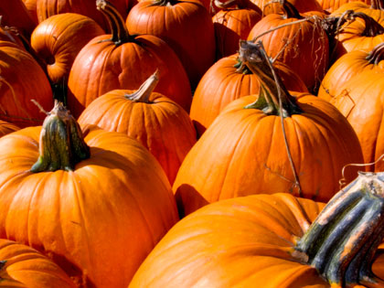 /12Ideas_Pumpkin_Chunkin___1012_357750076.jpg
