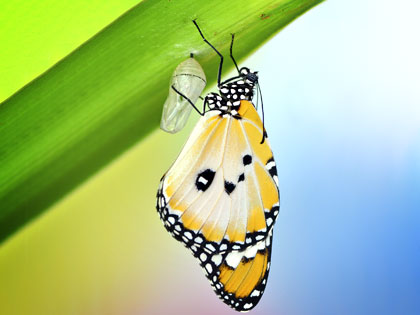 14Ideas_Distribute_Butterfly_Chrysalises_0310_789266943.jpg
