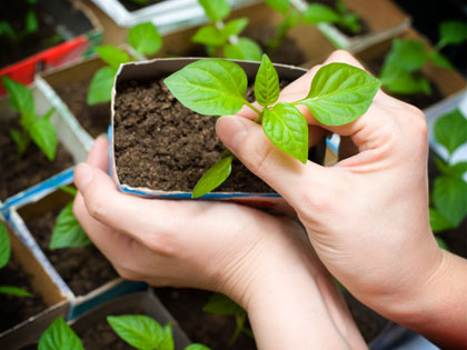 14Ideas_Tend_Your_Garden_0704_892763560.jpg